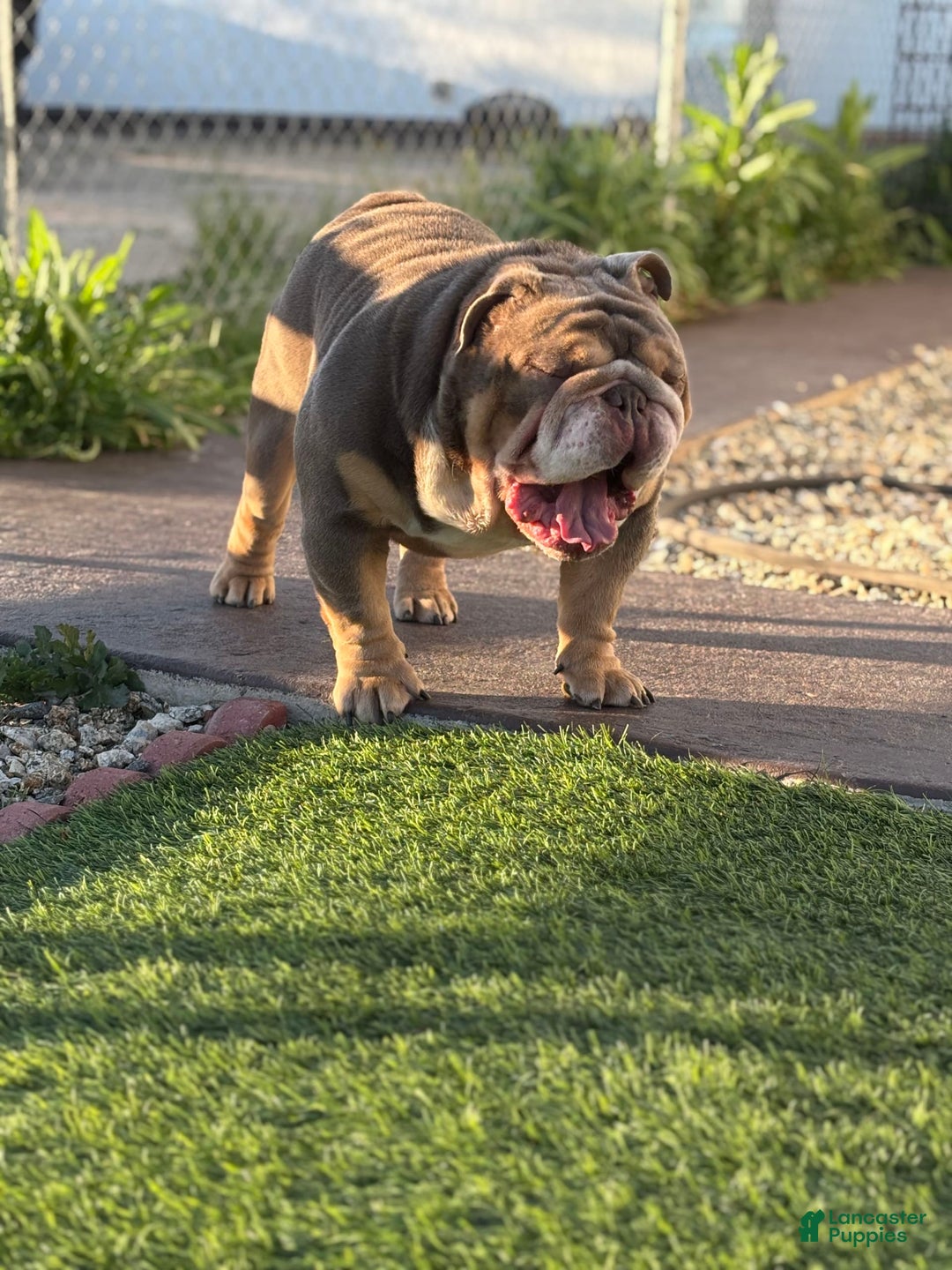 English Bulldog dogs for sale: Al capone - Image 2