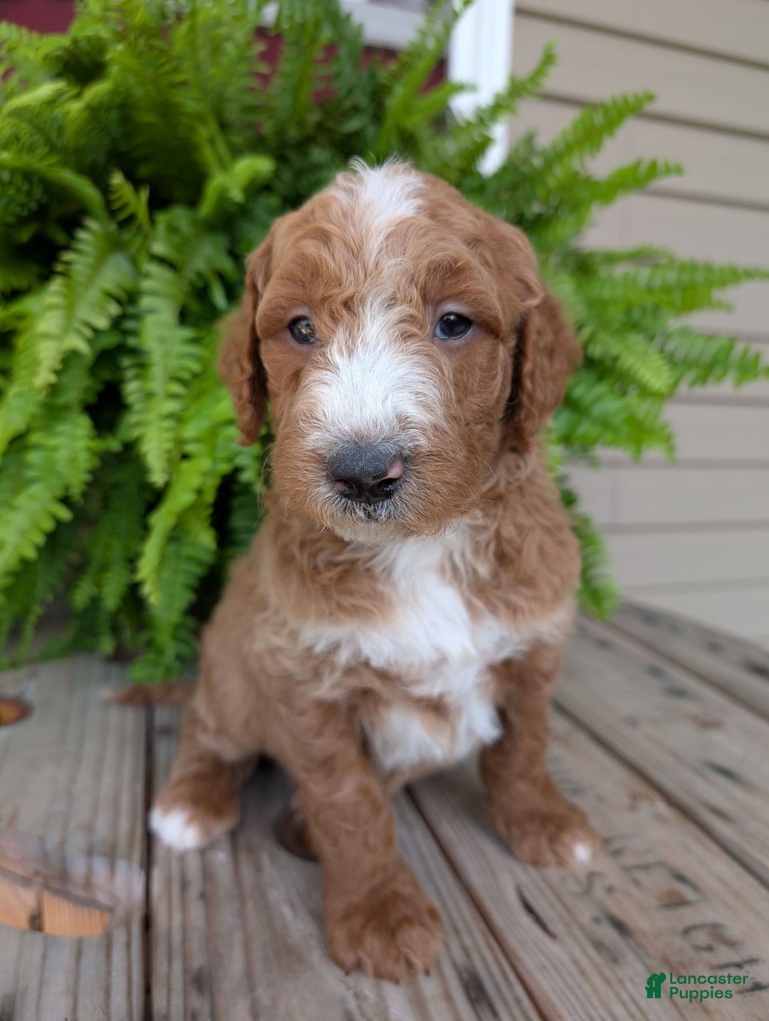 Goldendoodle dogs for sale: Blake - Image 11