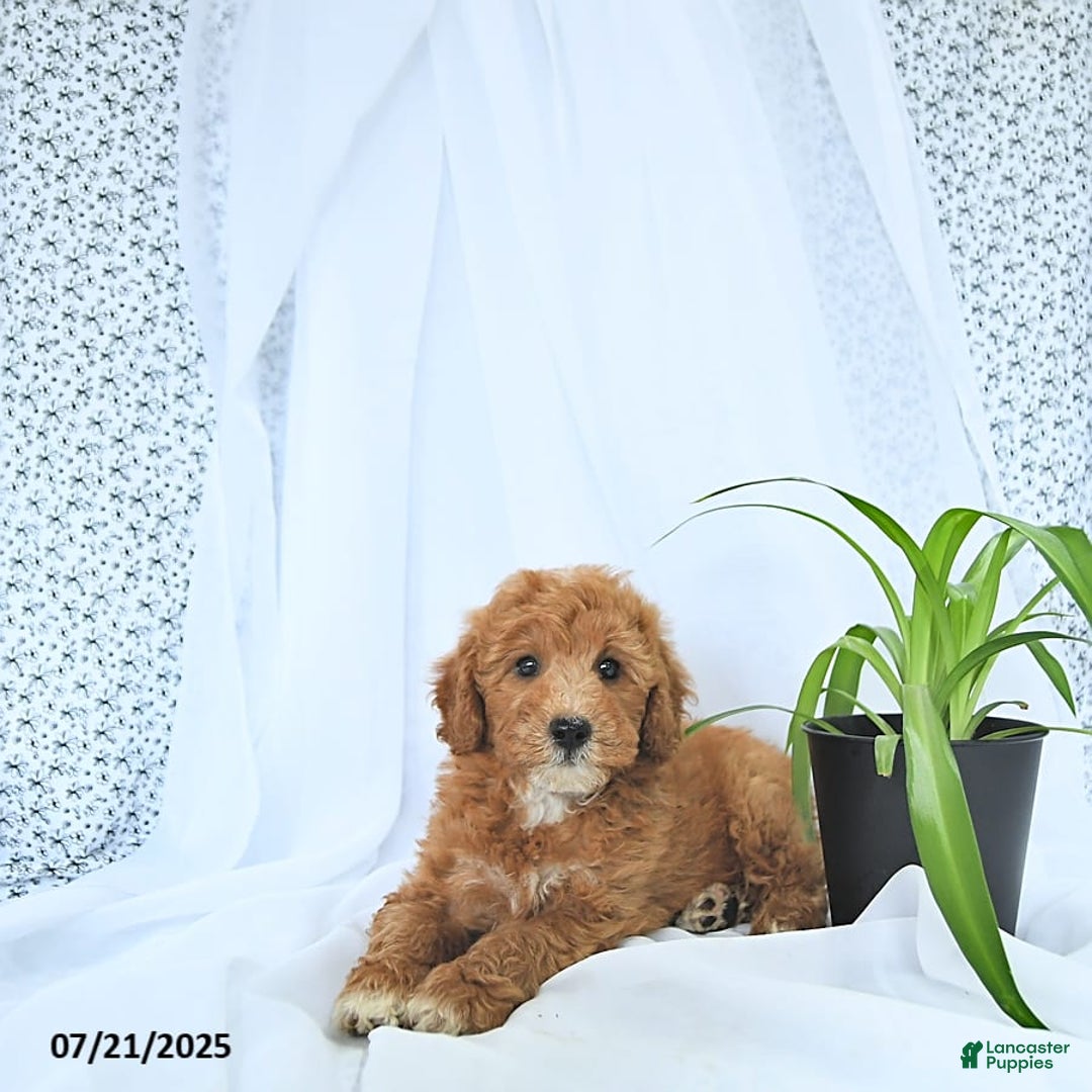 Mini Goldendoodle dogs for sale: Mason - Image 3