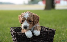 Mini Goldendoodle dogs for sale: Kona - Image 1