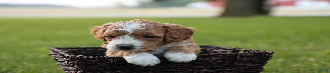 Kona