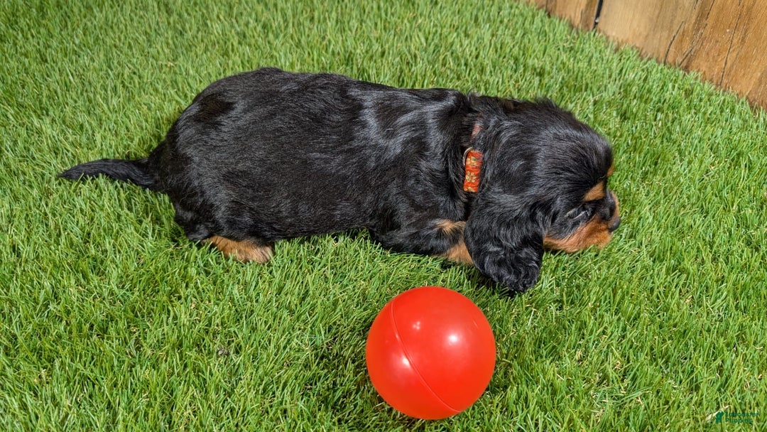 Cavalier King Charles Spaniel dogs for sale: Brin Girl 3 - Image 10