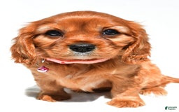 Cavalier King Charles Spaniel dogs for sale: Peggy - Image 6