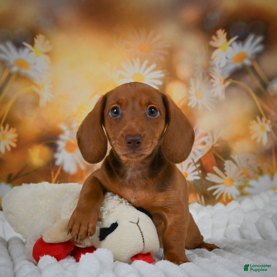 Miniature Dachshund dogs for sale: Lavander - Image 5
