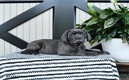 Cane Corso dogs for sale: Fancy - Image 2