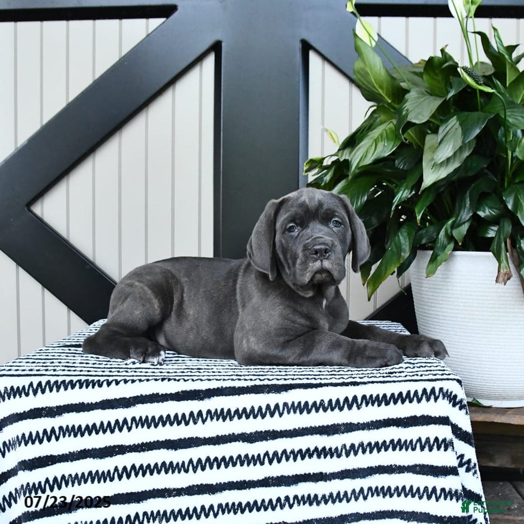 Cane Corso dogs for sale: Fancy - Image 2