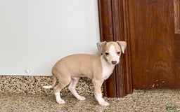 Italian Greyhound dogs for sale: Jj - Image 9