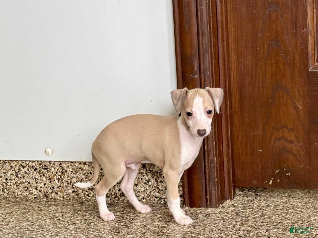 Italian Greyhound dogs for sale: Jj - Image 9