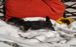 Maltipoo dogs for sale: Olive - Image 8