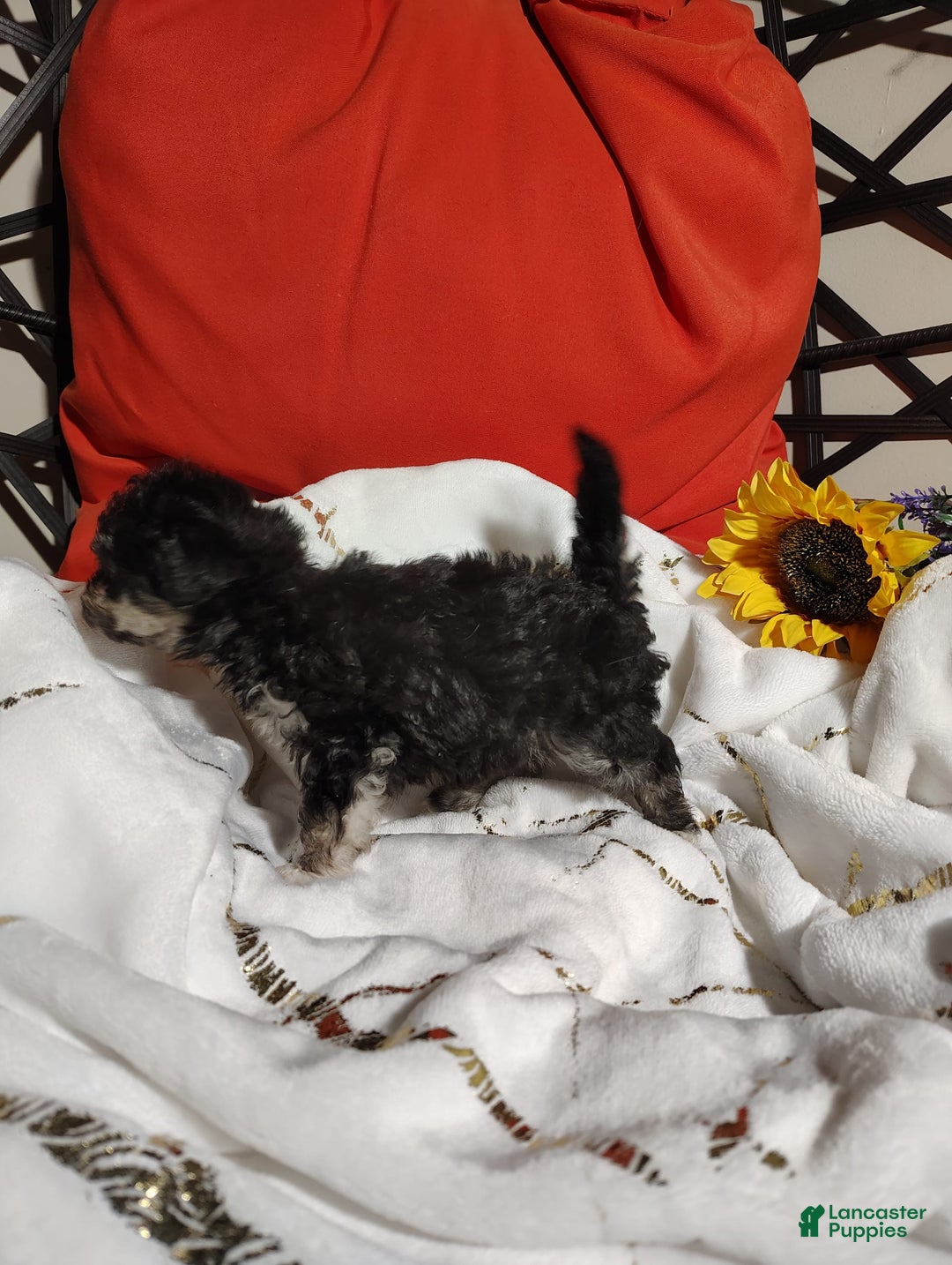 Maltipoo dogs for sale: Olive - Image 8