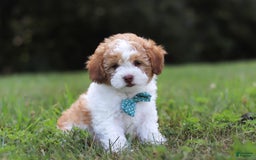 Shihpoo dogs for sale: Hudson - Image 7