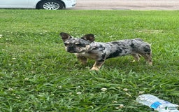 French Bulldog dogs for sale: Minnie - Image 1
