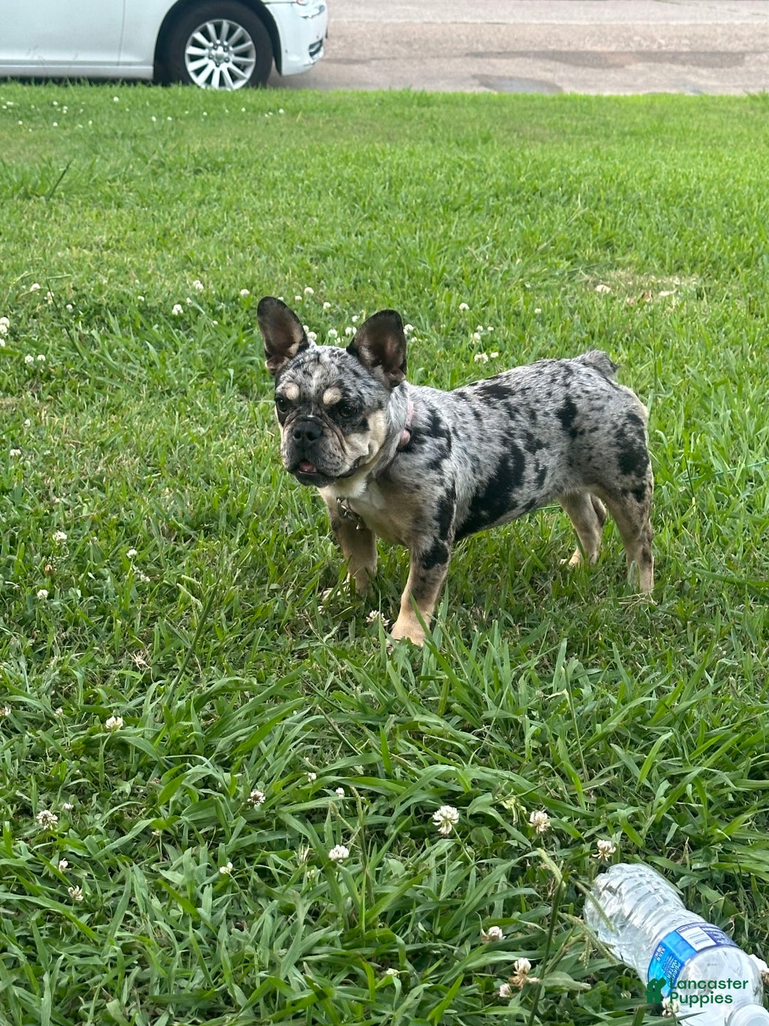 French Bulldog dogs for sale: Minnie - Image 1