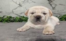 Mini Hippo dogs for sale: Cody - Image 15