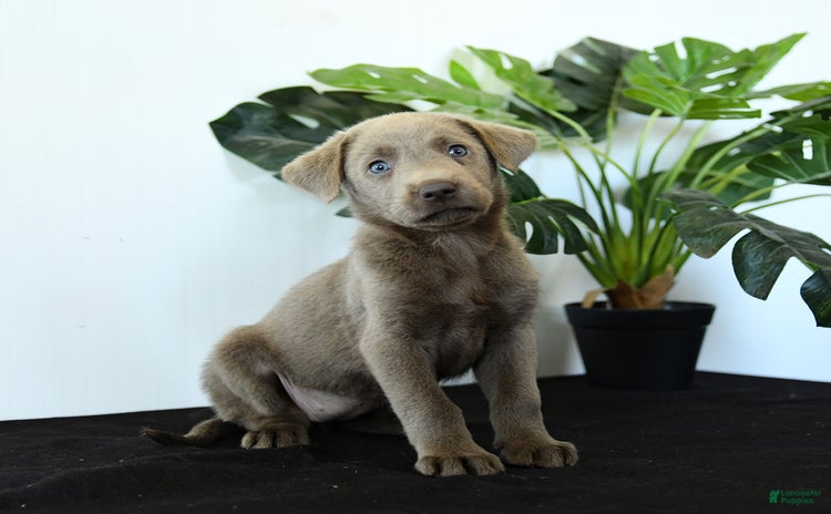 Labrador Retriever dogs for sale - Ad 4