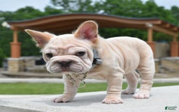 French Bulldog dogs for sale: Rayna Big Rope Velvet Fluffy - Image 16