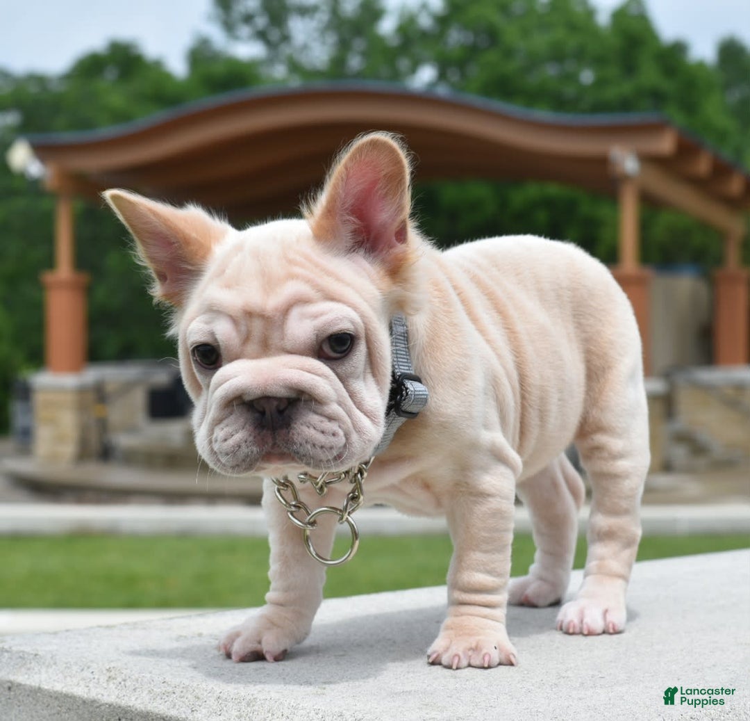 French Bulldog dogs for sale: Rayna Big Rope Velvet Fluffy - Image 16