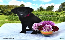 Norwegian Elkhound dogs for sale: Sheila - Image 1