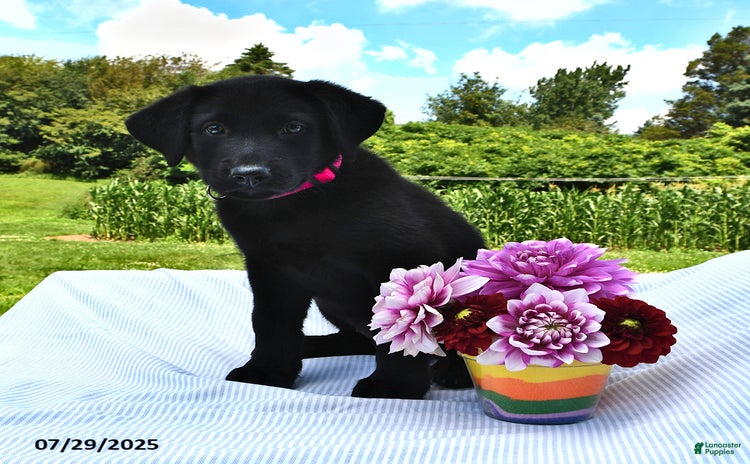 Norwegian Elkhound dogs for sale - Ad 2