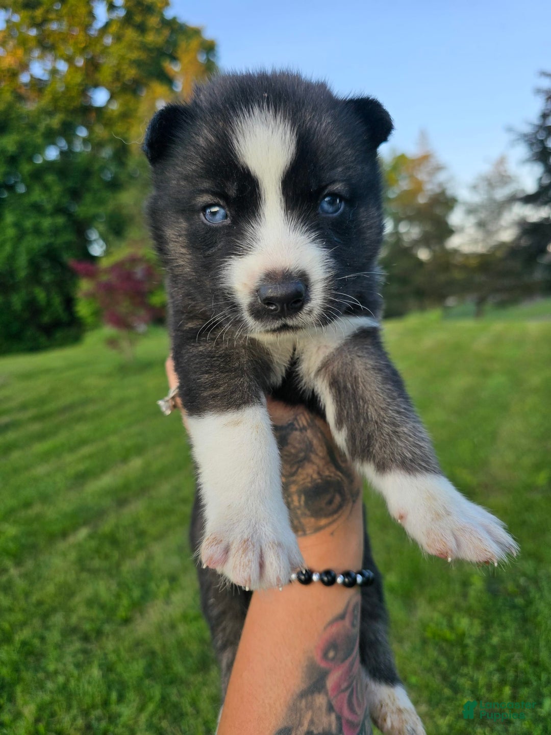 Siberian Husky dogs for sale: Sue - Image 2