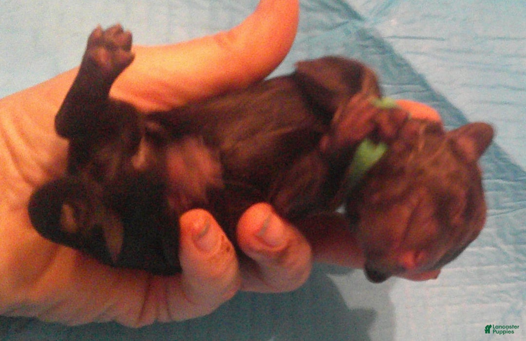 Dachshund dogs for sale: Fritz - Image 2