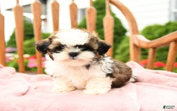 Shih Tzu dogs for sale: Parker - Image 7