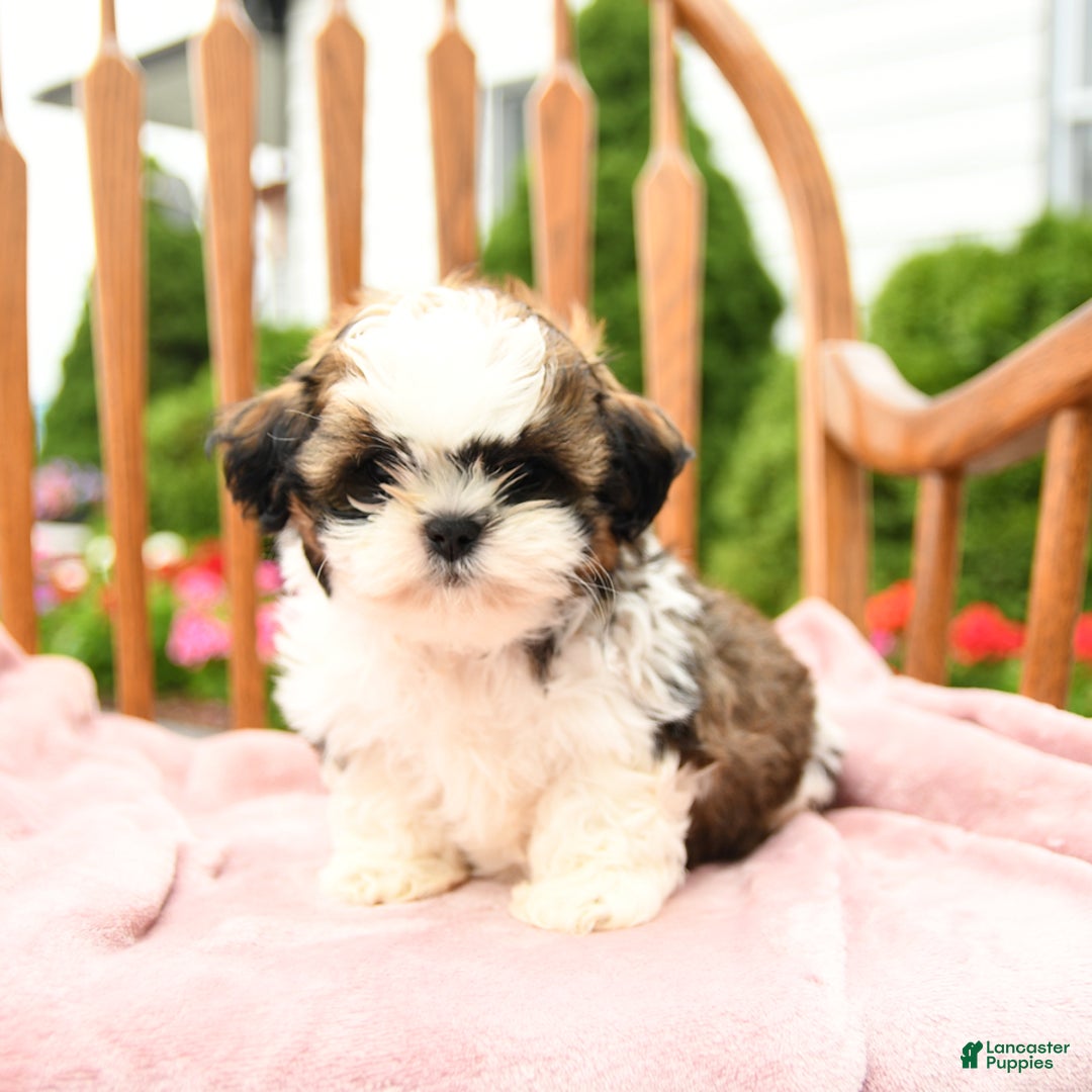 Shih Tzu dogs for sale: Parker - Image 7