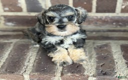 Miniature Schnauzer dogs for sale: Gypsy Male 2 - Image 6