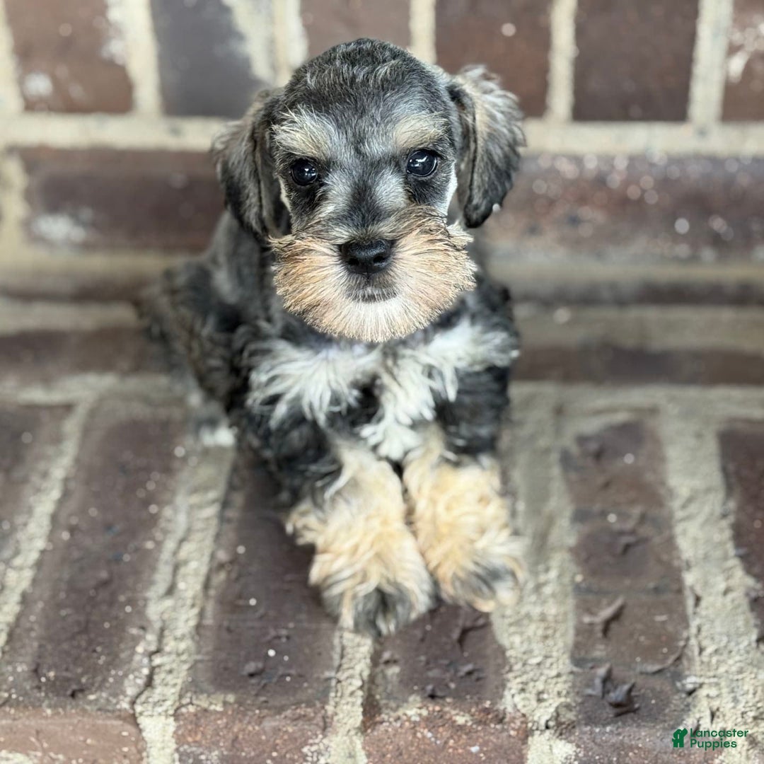Miniature Schnauzer dogs for sale: Gypsy Male 2 - Image 6