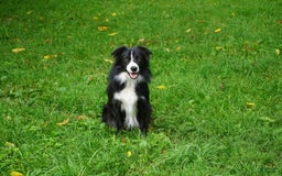 Border Collie dogs for sale: Roman - Image 6