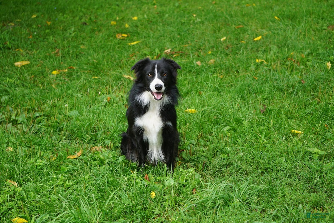 Border Collie dogs for sale: Roman - Image 6