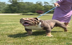 English Bulldog dogs for sale: Mose - Image 8