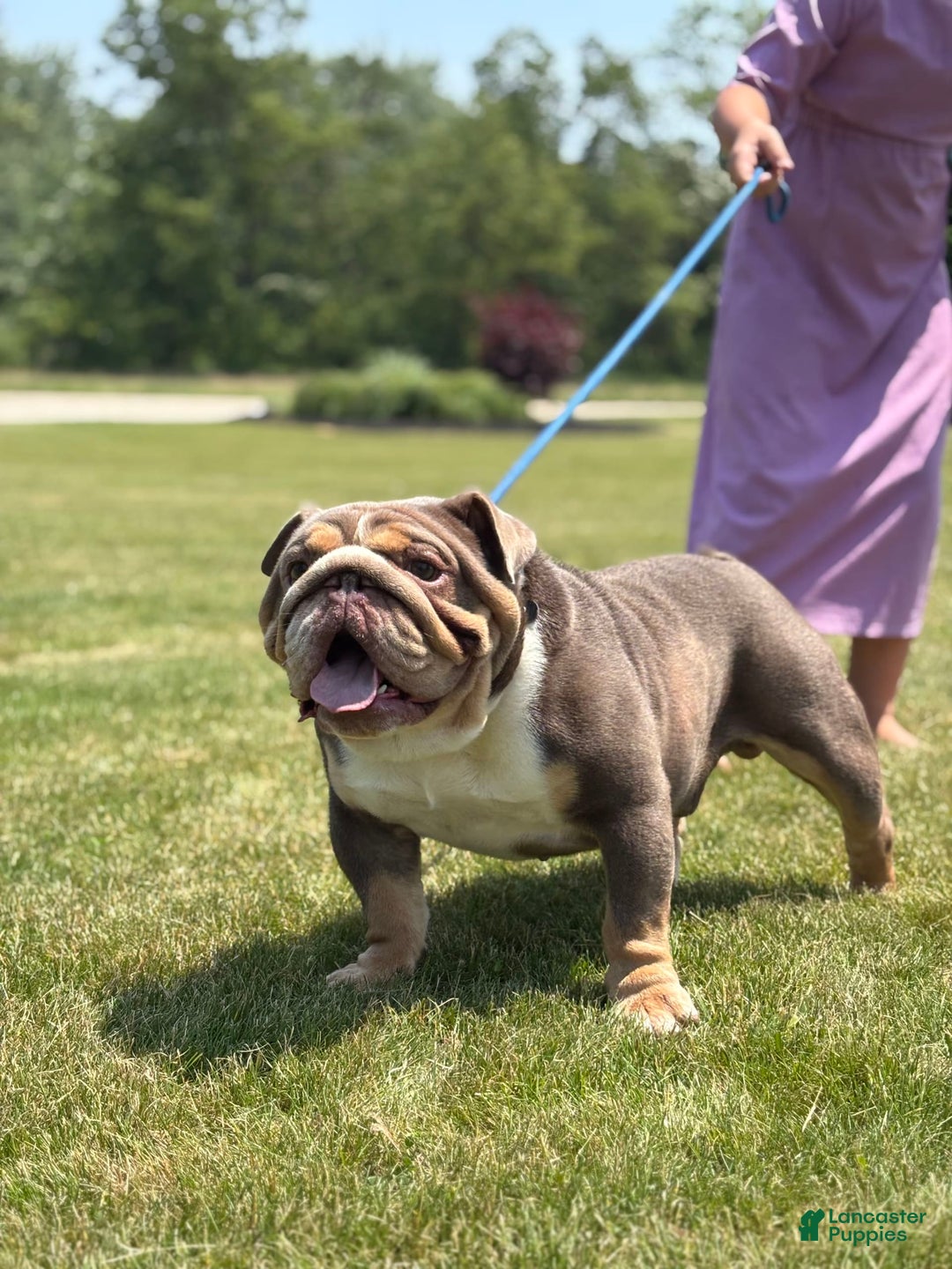English Bulldog dogs for sale: Mose - Image 8