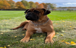Bullmastiff dogs for sale: Maggy - Image 3