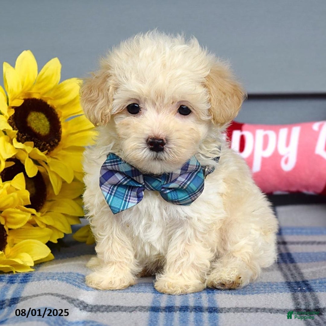 Maltipoo dogs for sale: Max - Image 3