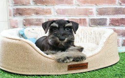 Miniature Schnauzer dogs for sale: Miniature Schnauzer 6 puppies - Image 11