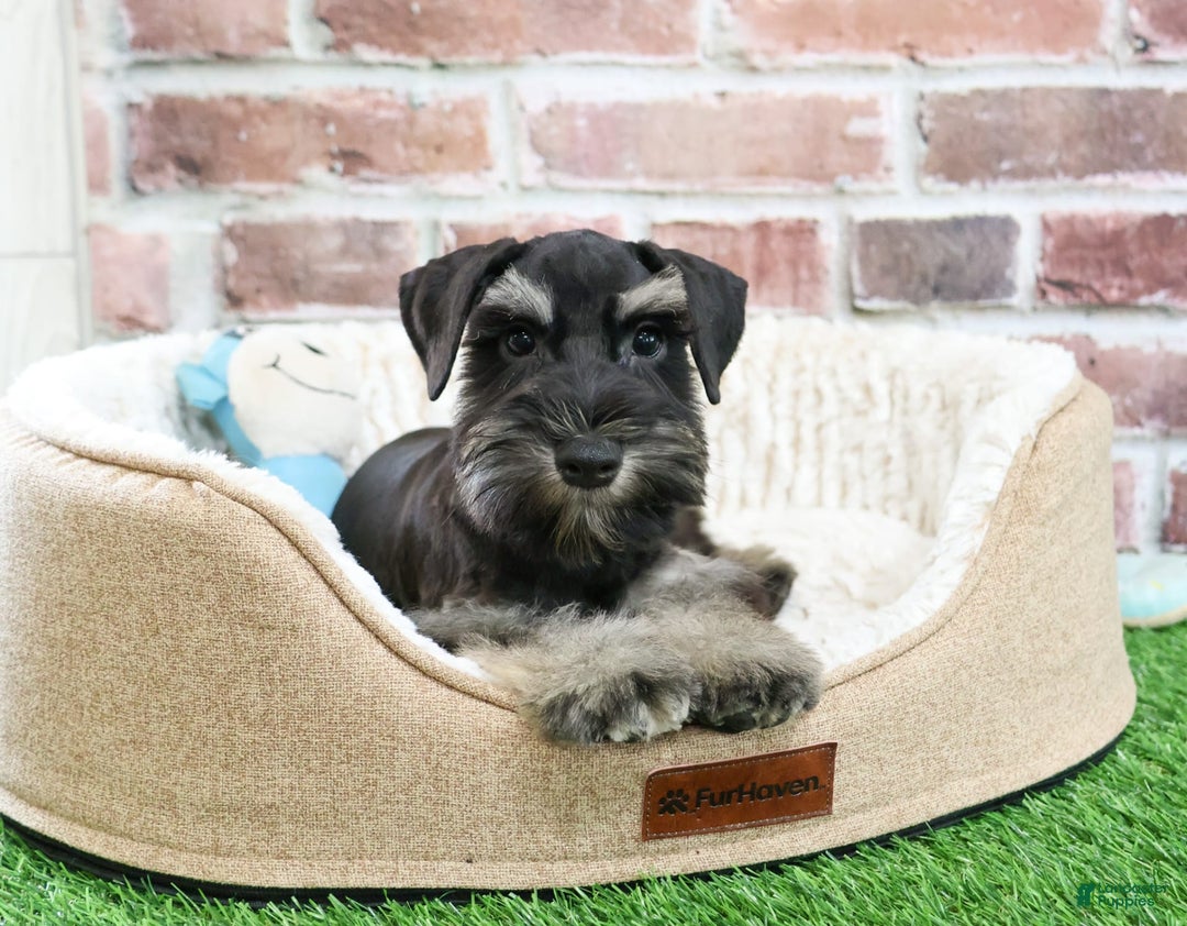Miniature Schnauzer dogs for sale: Miniature Schnauzer 6 puppies - Image 11