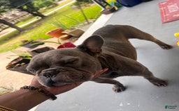 French Bulldog dogs for sale: Grey Grey - Image 4