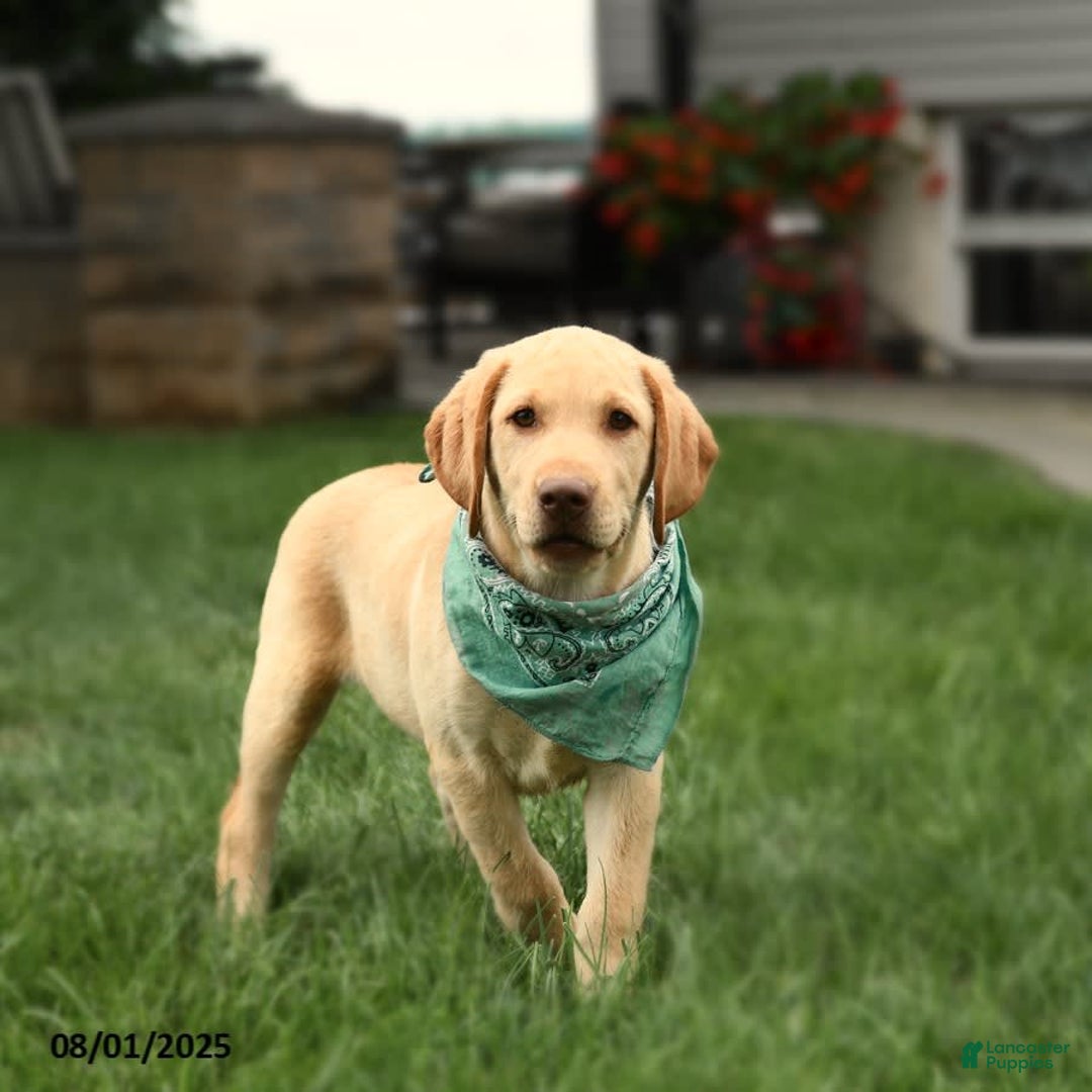 Labrador Retriever dogs for sale: Willow - Image 4