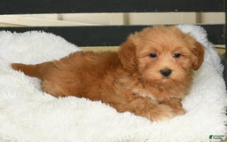 Havapoo dogs for sale: Asher - Image 8