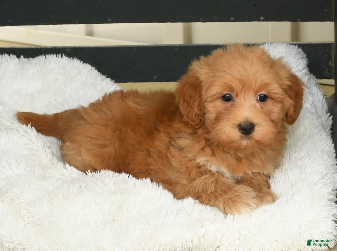 Havapoo dogs for sale: Asher - Image 8