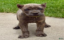 Cane Corso dogs for sale: Becca - Image 6