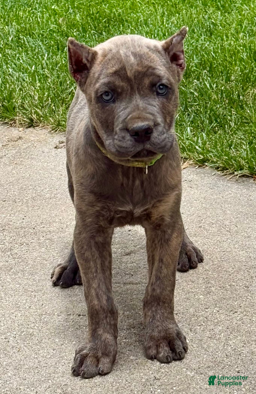 Cane Corso dogs for sale: Becca - Image 6
