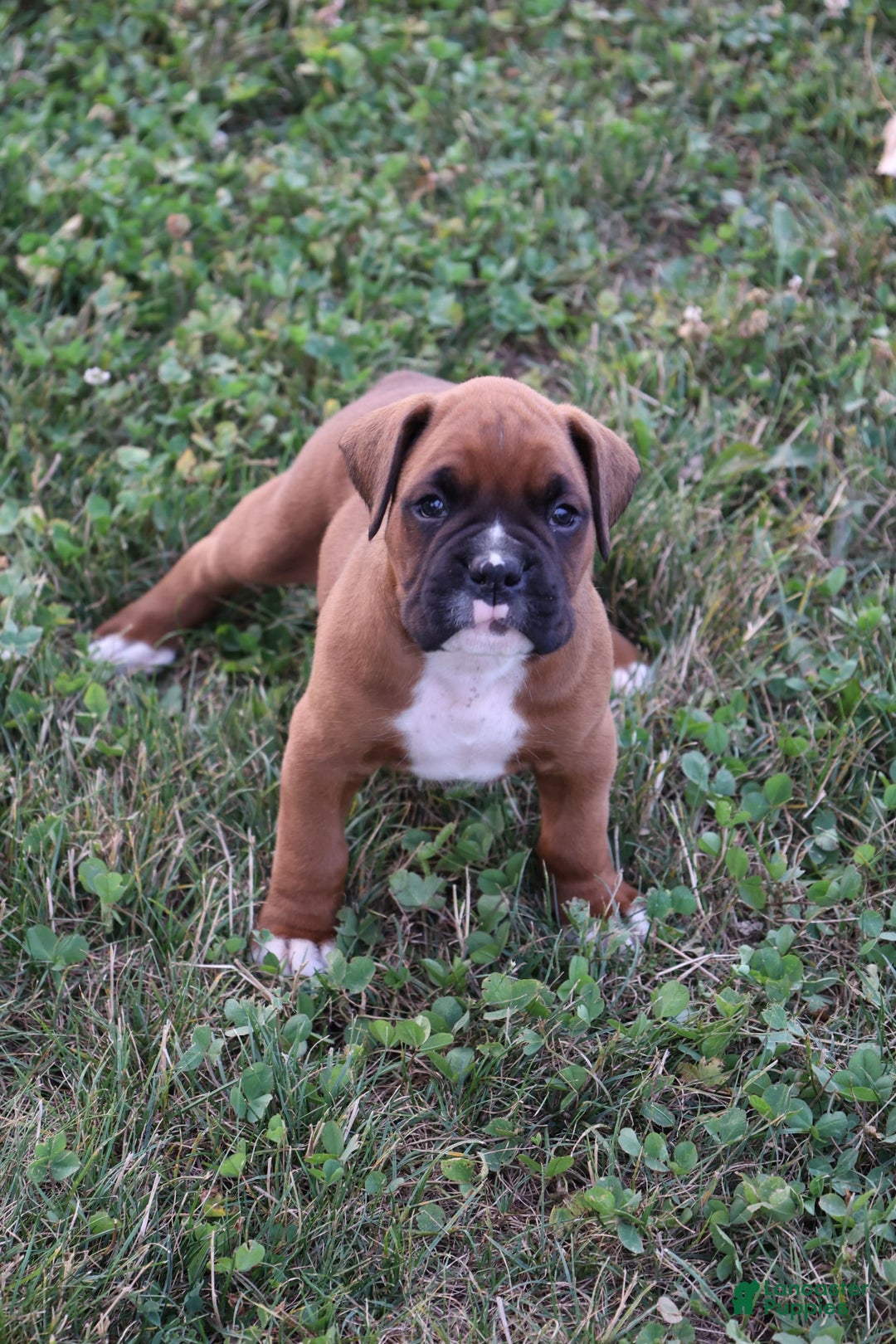 Boxer dogs for sale: Kovik - Image 4