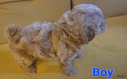 Maltipoo dogs for sale: Tucker - Image 1
