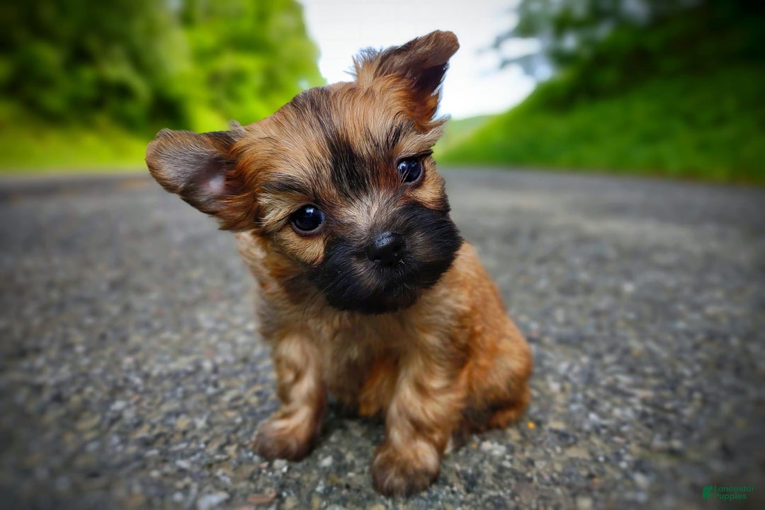 Morkie dogs for sale: Rare Gold Sable Firefly - Image 24