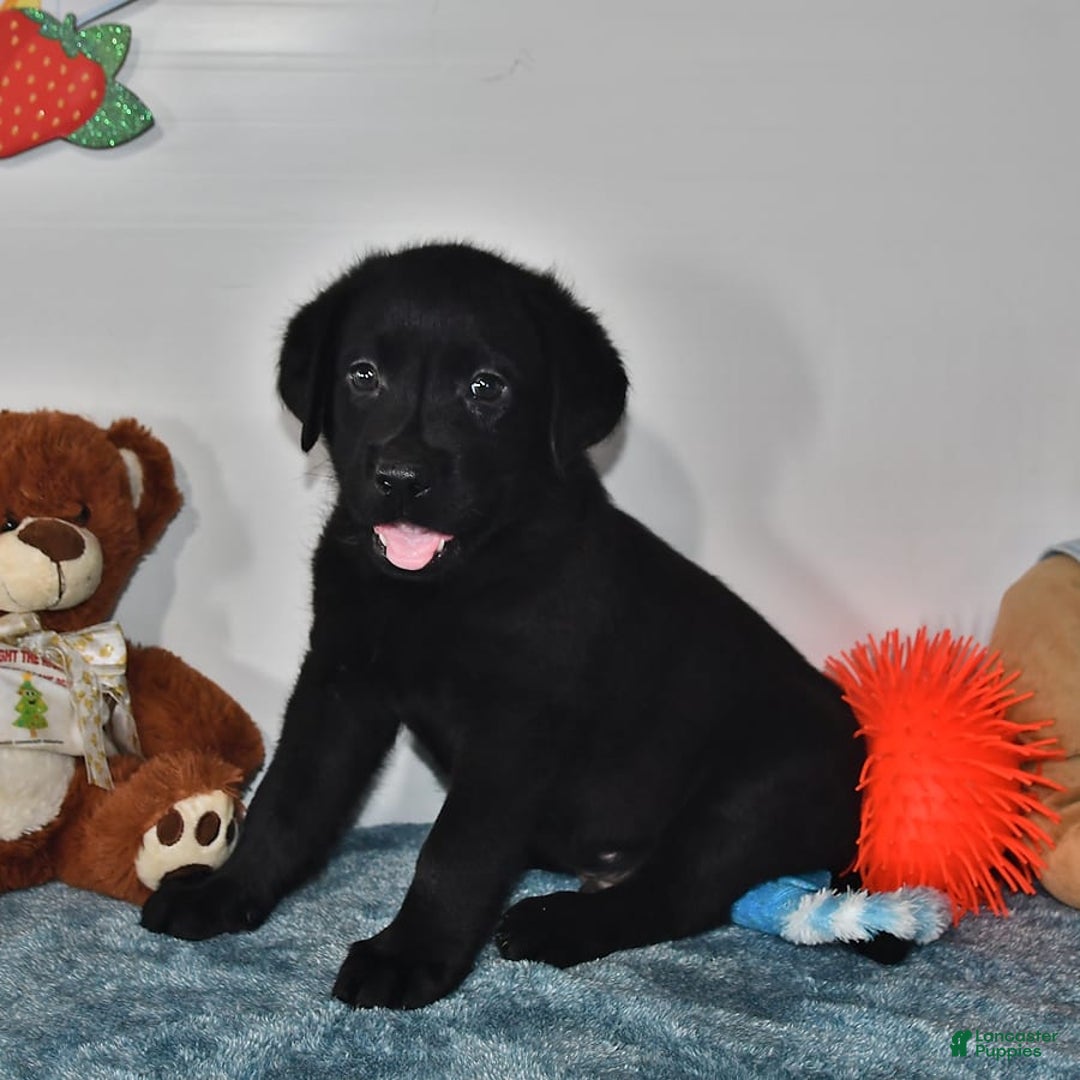 Labrador Retriever dogs for sale: Carter - Image 10