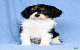 Cavalier King Charles Spaniel dogs for sale: Lenny - Image 3