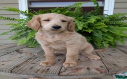 Goldendoodle dogs for sale: Bella - Image 7