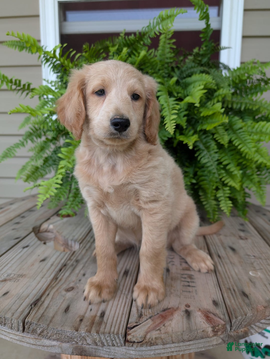 Goldendoodle dogs for sale: Bella - Image 7